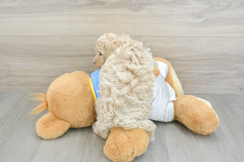 Meet Pete - our Maltipoo Puppy Photo 2/3 - Puppy Love PR