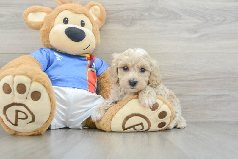 Meet Pete - our Maltipoo Puppy Photo 3/3 - Puppy Love PR