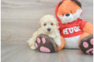 Best Maltipoo Baby