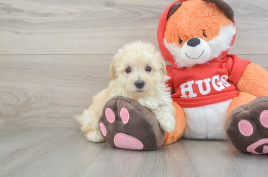 Best Maltipoo Baby