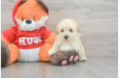 Sweet Maltipoo Baby