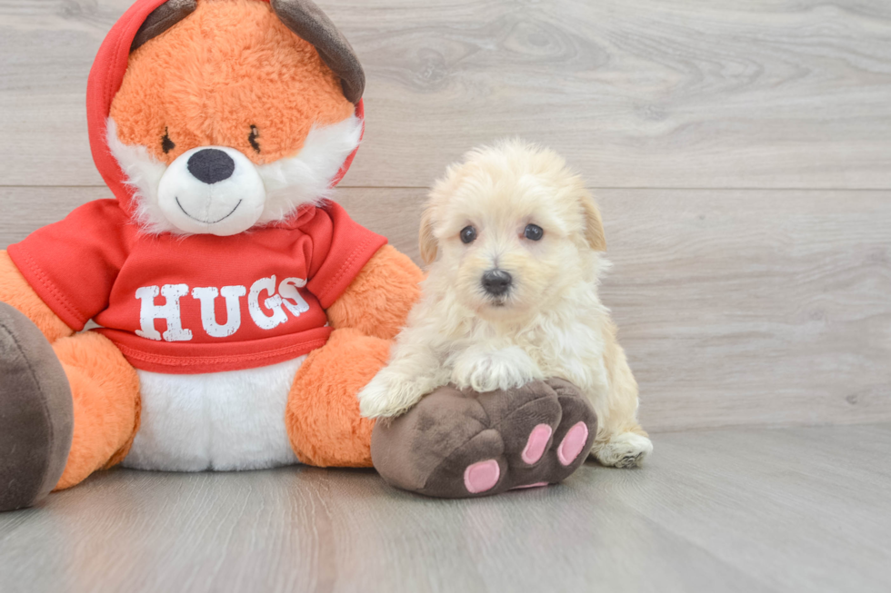 Sweet Maltipoo Baby