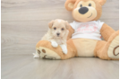 Playful Multipoo Poodle Mix Puppy