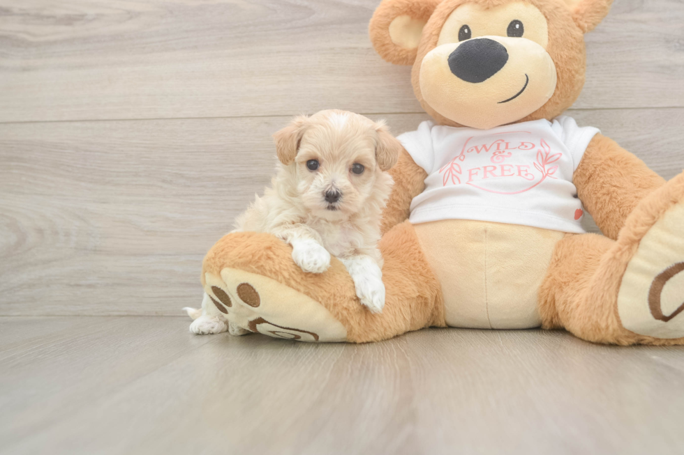 Playful Multipoo Poodle Mix Puppy