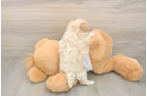 Best Maltipoo Baby