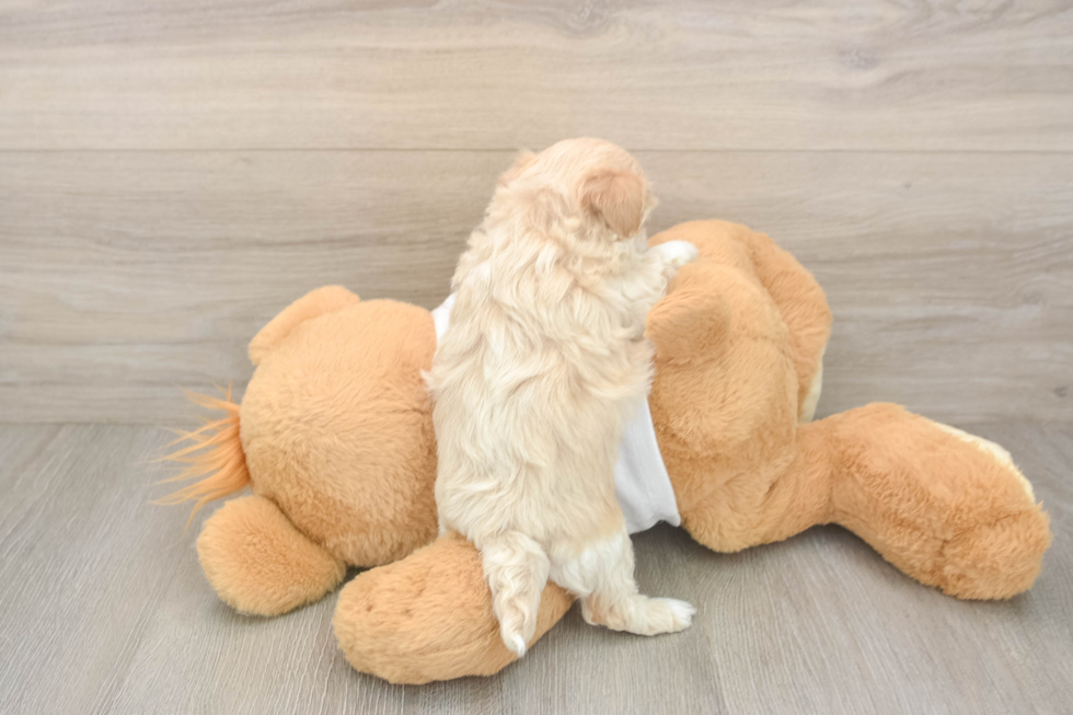 Best Maltipoo Baby