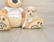 7 week old Maltipoo Puppy For Sale - Puppy Love PR
