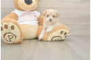 Maltipoo Pup Being Cute