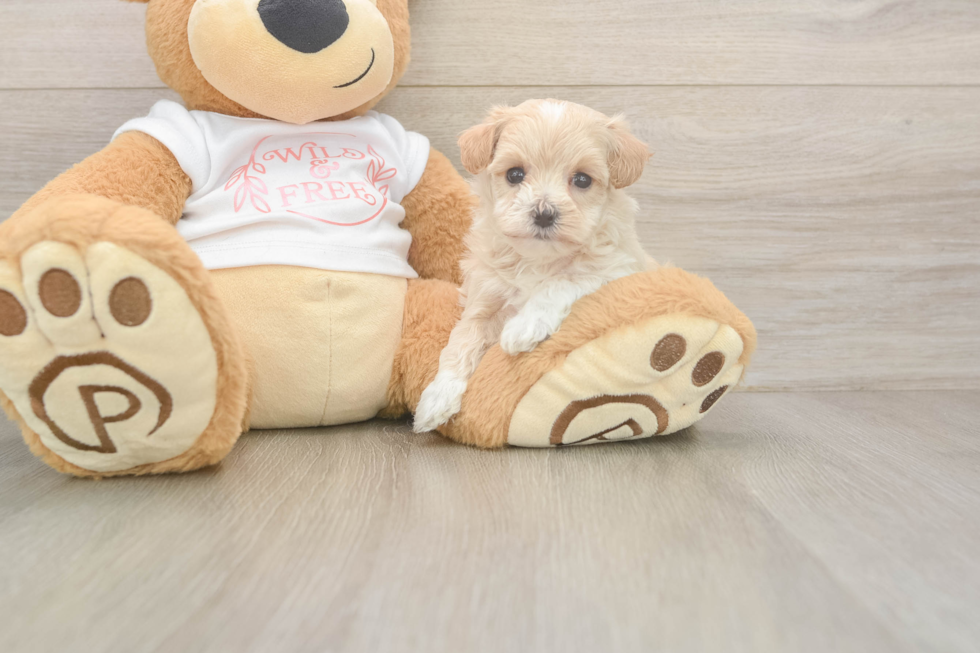 Maltipoo Pup Being Cute
