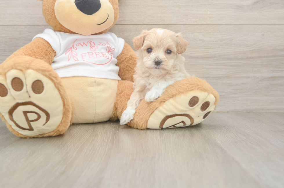 5 week old Maltipoo Puppy For Sale - Puppy Love PR