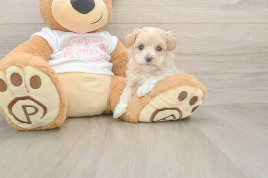 Maltipoo Pup Being Cute