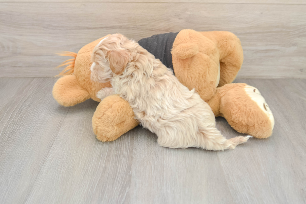 Energetic Maltidoodle Poodle Mix Puppy