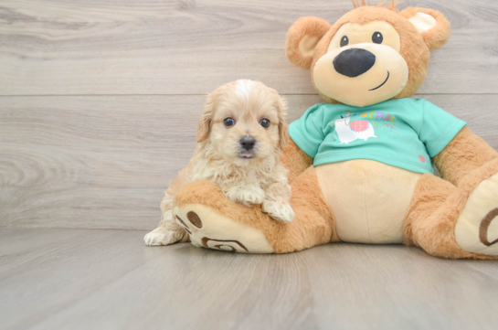 Maltipoo Puppy for Adoption