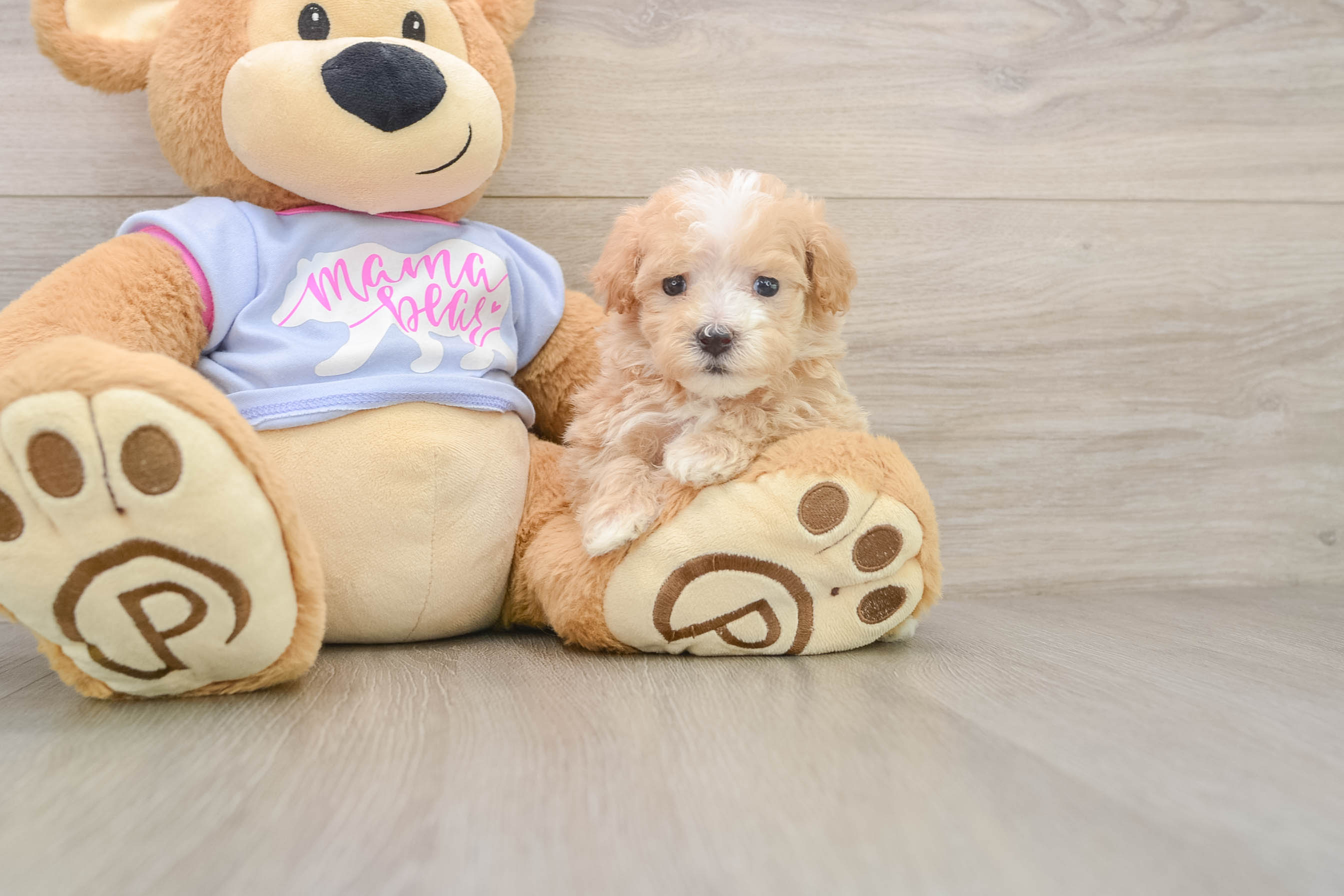 Maltipoo Puppy for Adoption
