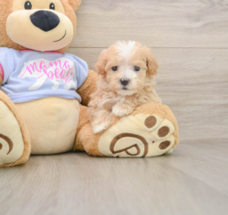 6 week old Maltipoo Puppy For Sale - Puppy Love PR