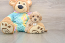 Maltipoo Pup Being Cute