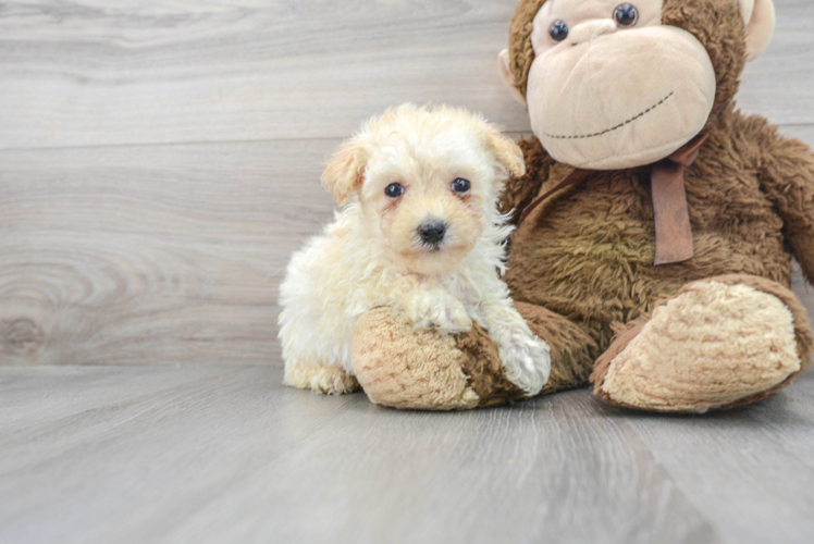 Meet Pete - our Maltipoo Puppy Photo 1/3 - Puppy Love PR Maltipoo Puppy for Adoption