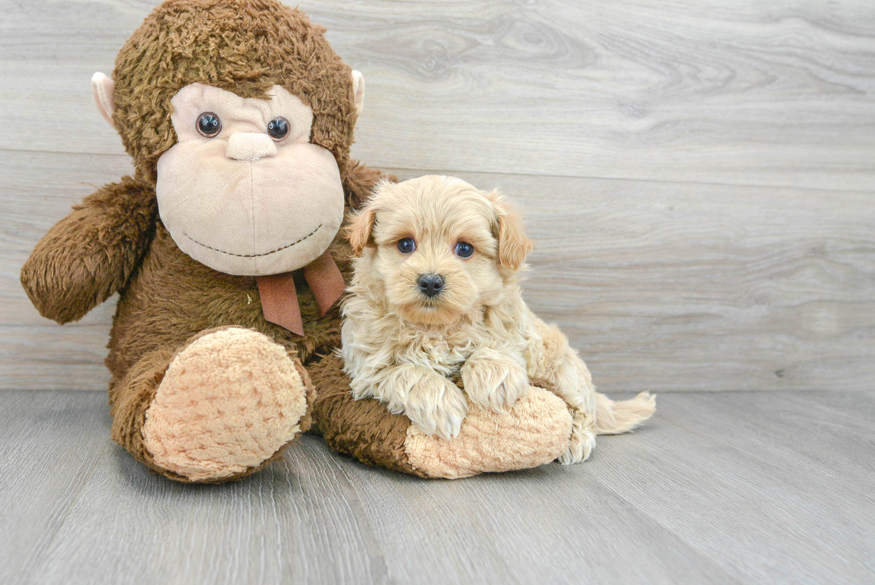 Best Maltipoo Baby