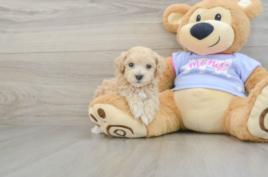 Happy Maltipoo Baby