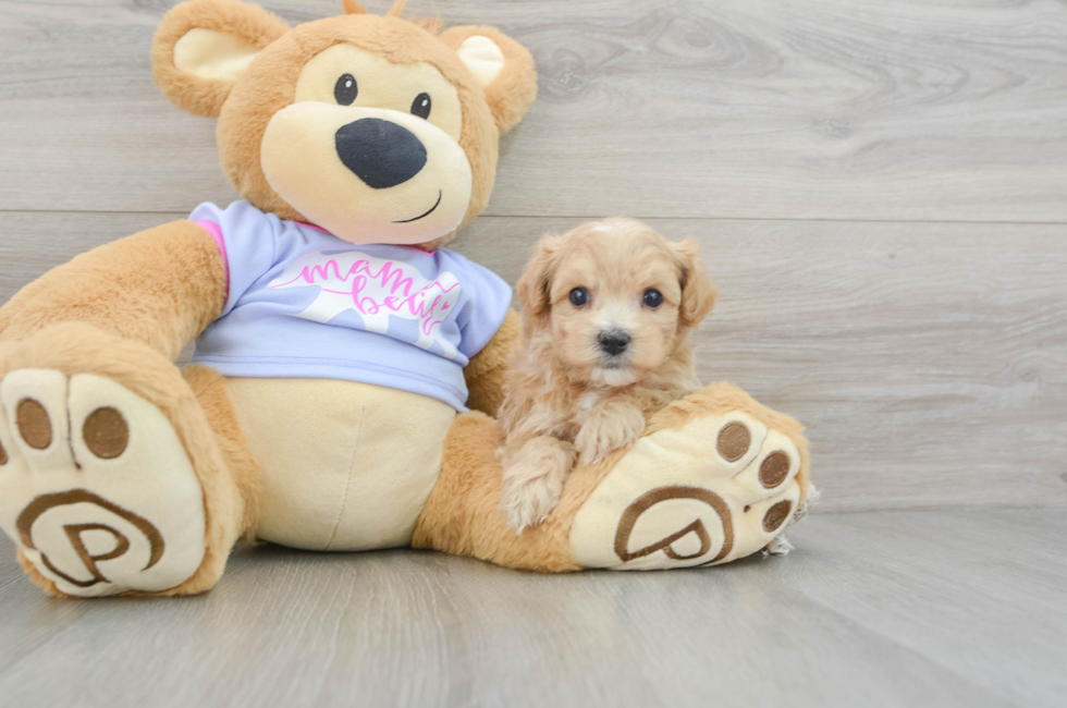 5 week old Maltipoo Puppy For Sale - Puppy Love PR