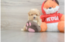 Maltipoo Puppy for Adoption