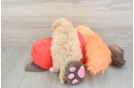 Petite Maltipoo Poodle Mix Pup