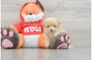 Cute Maltipoo Baby