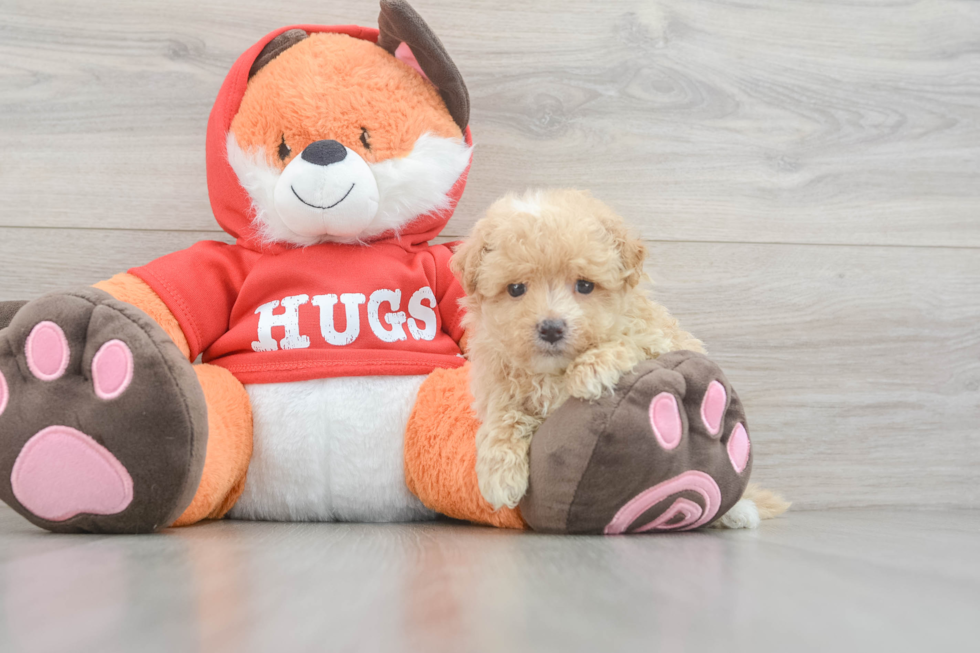 Cute Maltipoo Baby