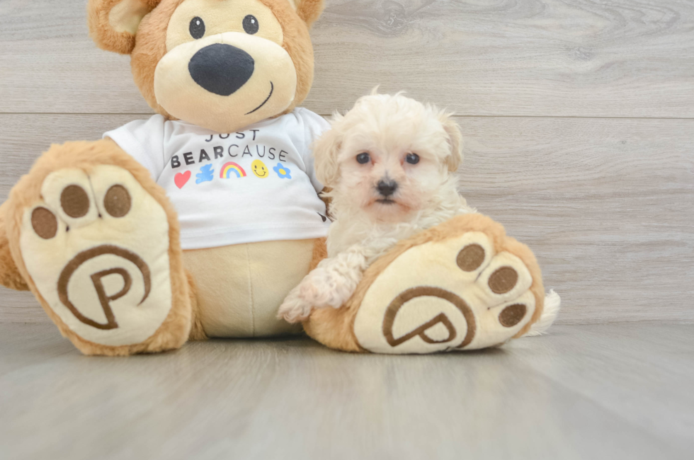 7 week old Maltipoo Puppy For Sale - Puppy Love PR