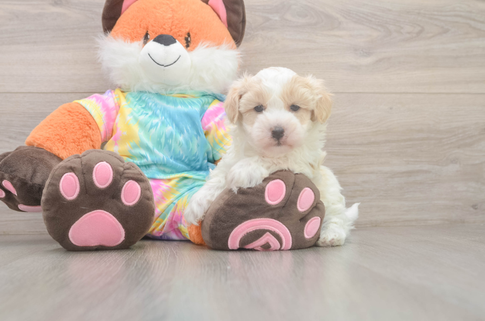 5 week old Maltipoo Puppy For Sale - Puppy Love PR
