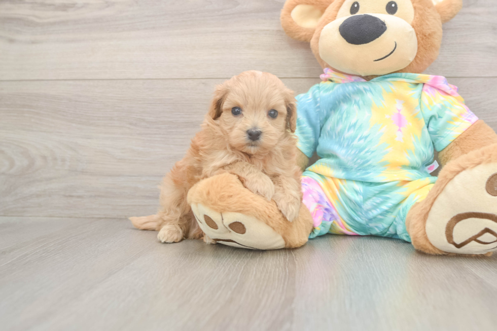Maltipoo Pup Being Cute
