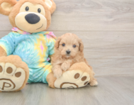 9 week old Maltipoo Puppy For Sale - Puppy Love PR