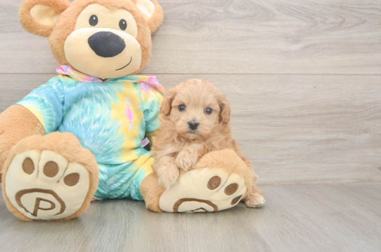 5 week old Maltipoo Puppy For Sale - Puppy Love PR Petite Maltipoo Poodle Mix Pup