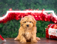 10 week old Maltipoo Puppy For Sale - Puppy Love PR