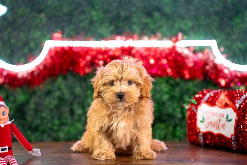 Cute Maltipoo Baby