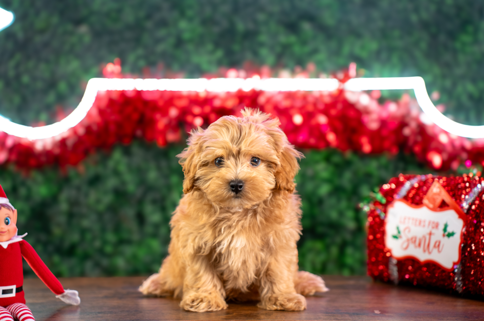 10 week old Maltipoo Puppy For Sale - Puppy Love PR