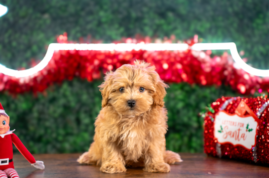 Cute Maltipoo Baby