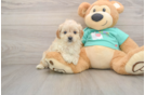 Funny Maltipoo Poodle Mix Pup