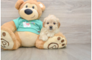 Playful Malt a Poo Poodle Mix Puppy