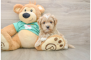 Maltipoo Puppy for Adoption