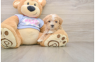 Maltipoo Pup Being Cute