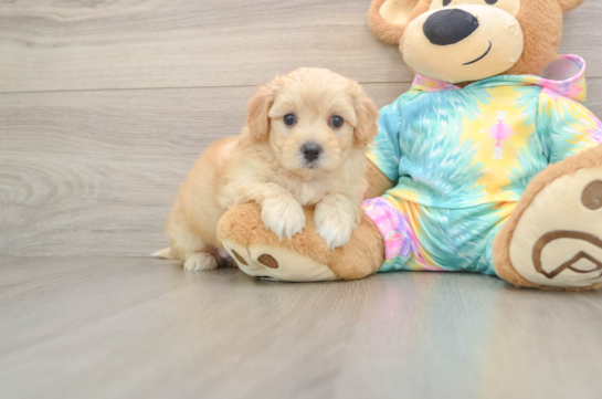 Maltipoo Puppy for Adoption
