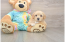 Fluffy Maltipoo Poodle Mix Pup