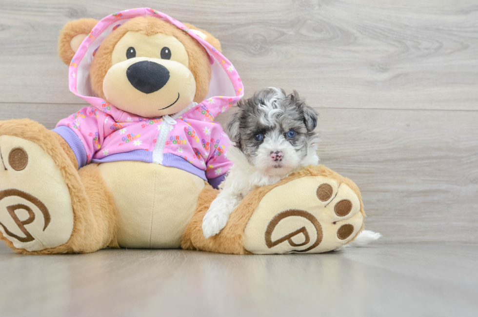 7 week old Maltipoo Puppy For Sale - Puppy Love PR