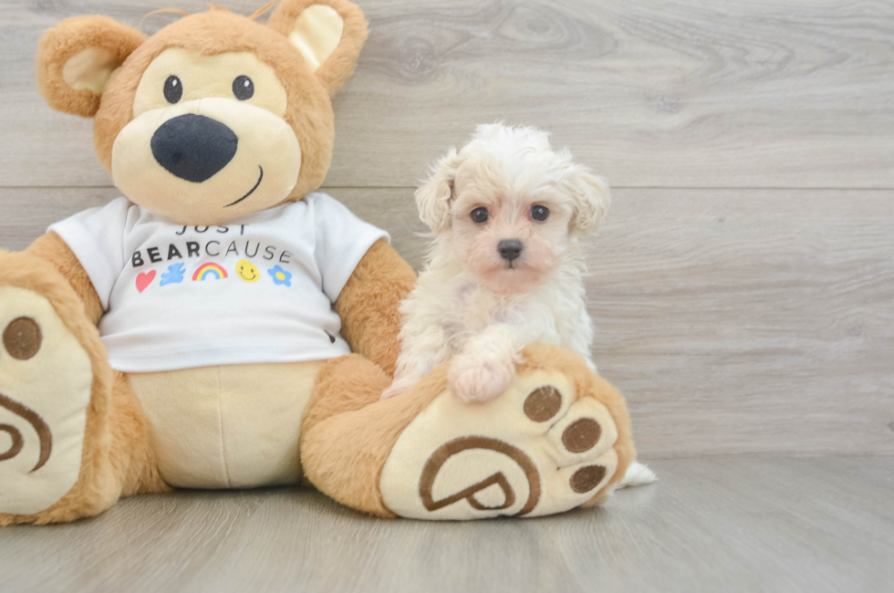 7 week old Maltipoo Puppy For Sale - Puppy Love PR