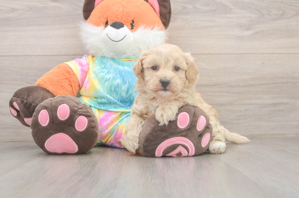 5 week old Maltipoo Puppy For Sale - Puppy Love PR
