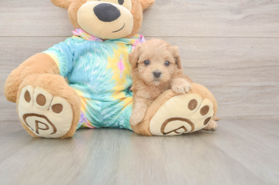 5 week old Maltipoo Puppy For Sale - Puppy Love PR Maltipoo Puppy for Adoption