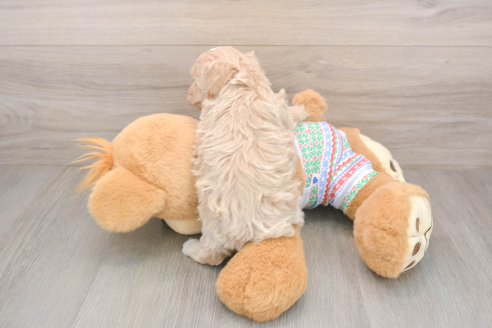 Funny Maltipoo Poodle Mix Pup