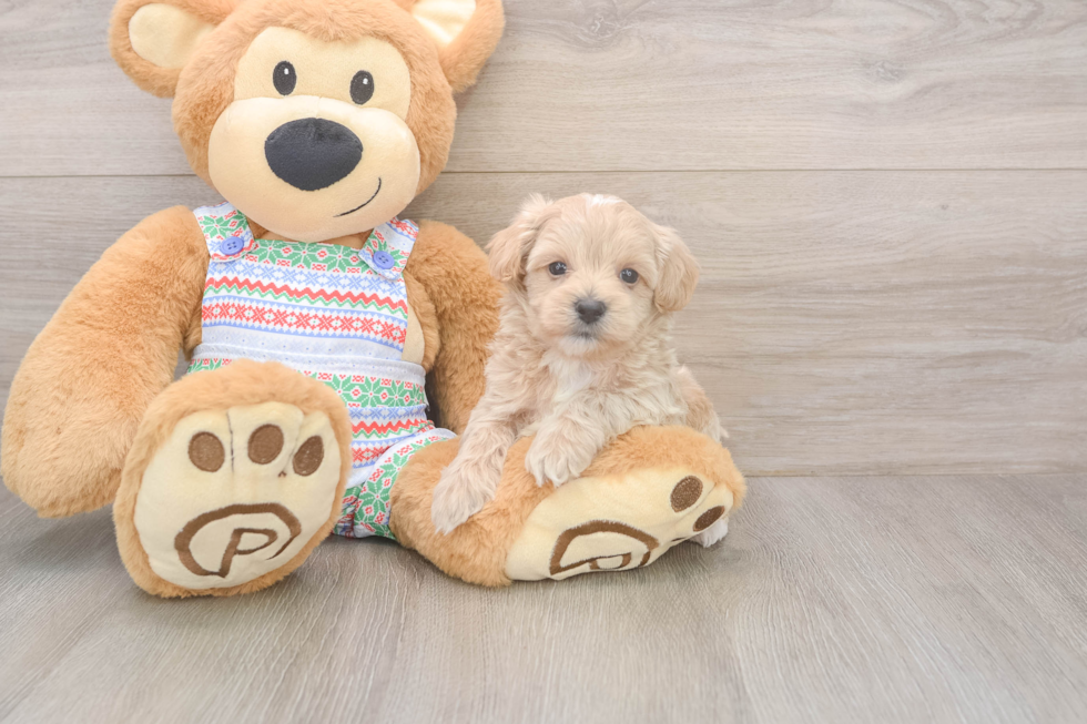 Smart Maltipoo Poodle Mix Pup