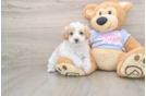 Maltipoo Pup Being Cute